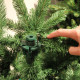 Ель 2,30 м Abies Nordmann de Luxe зеленая (897957263)
